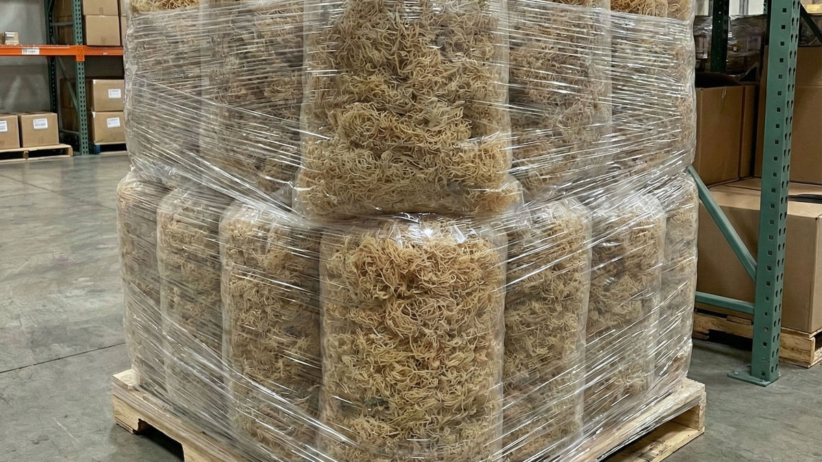 Wholesale Sea Moss for Small Businesses: What to Look for in a Supplier and How to Sell It - Red's Kitchen Sink
