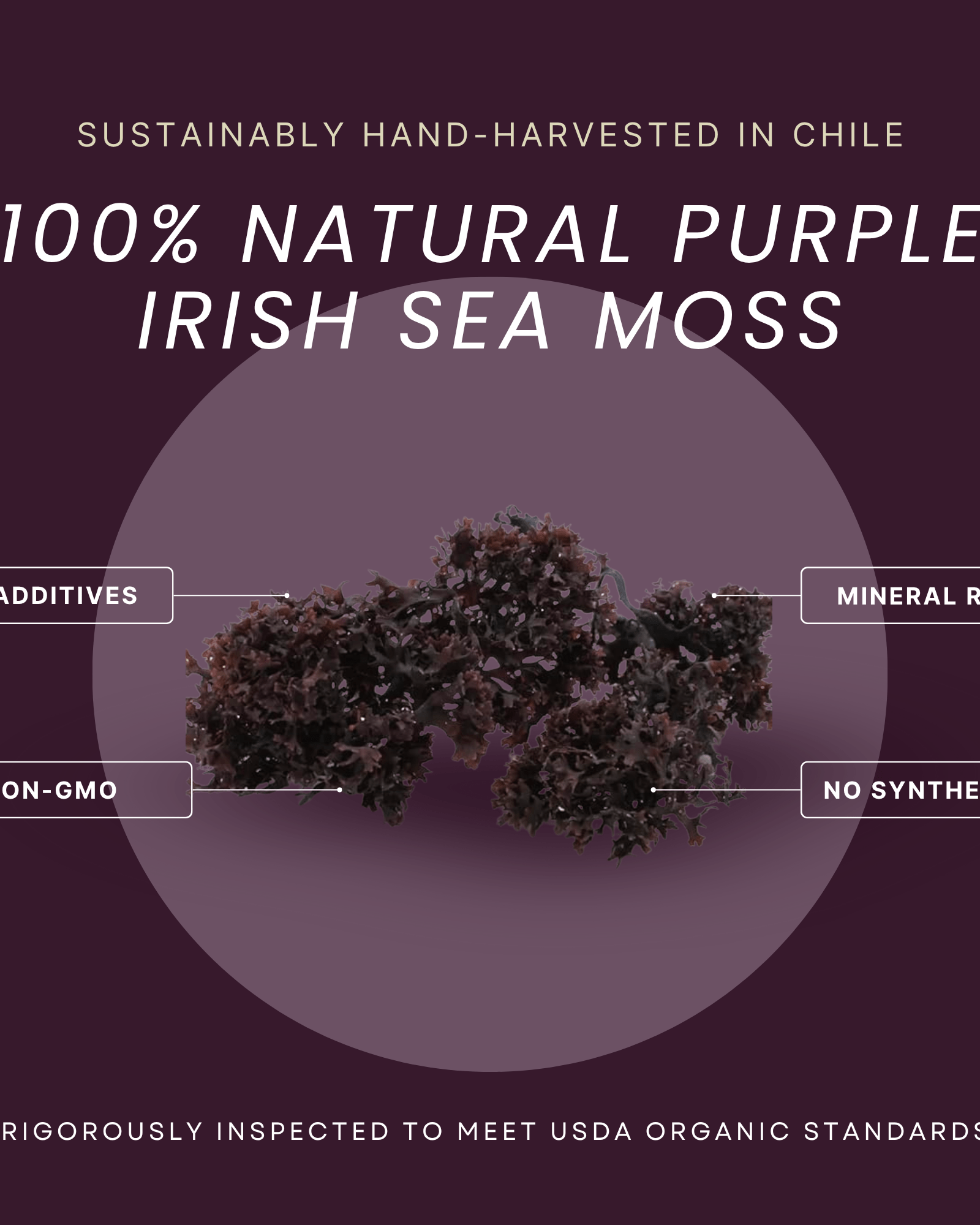 Irish Moss | Wildcrafted | Chondrus Crispus | USDA Certified Organic - Red's Kitchen Sink