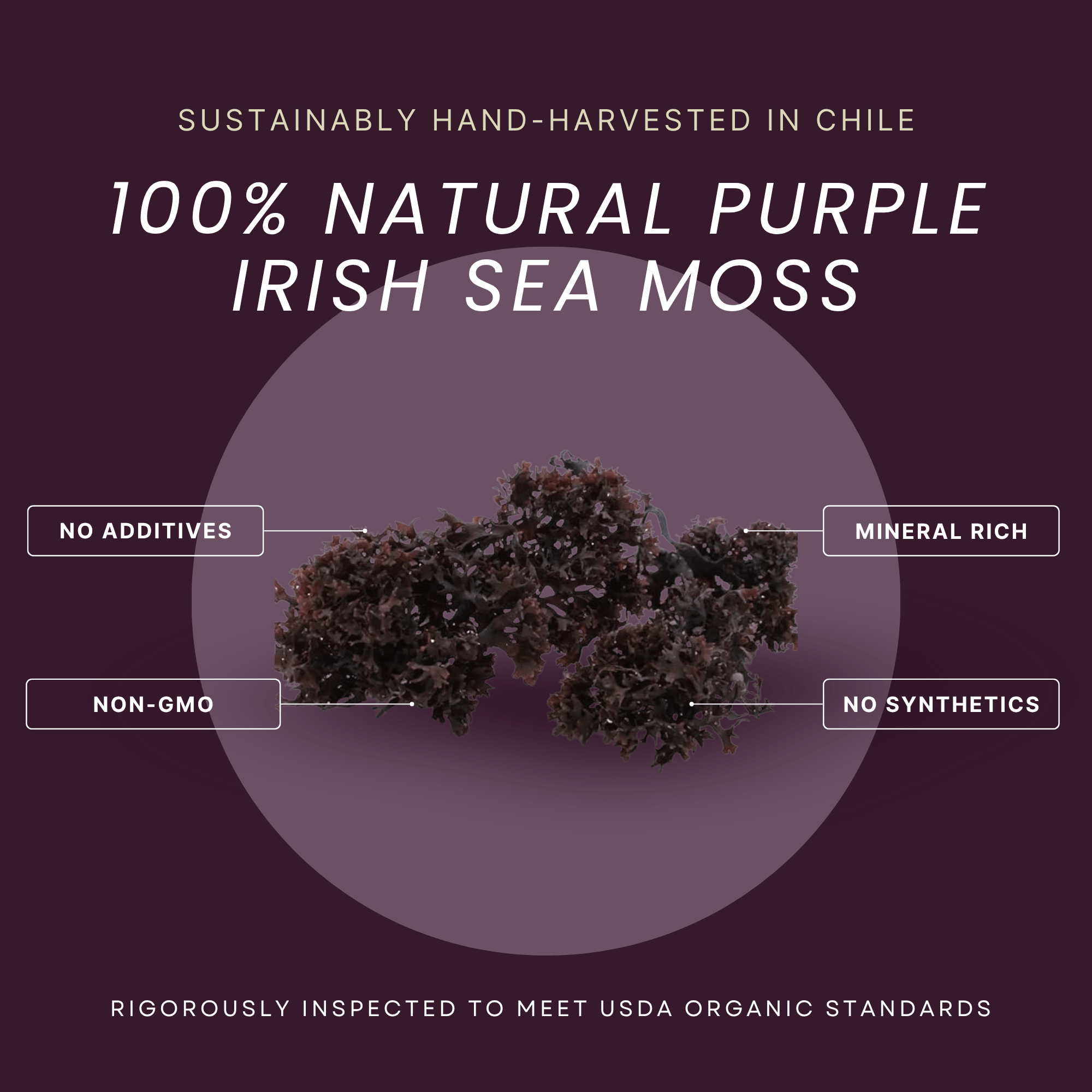 Irish Moss | Wildcrafted | Chondrus Crispus | USDA Certified Organic - Red's Kitchen Sink