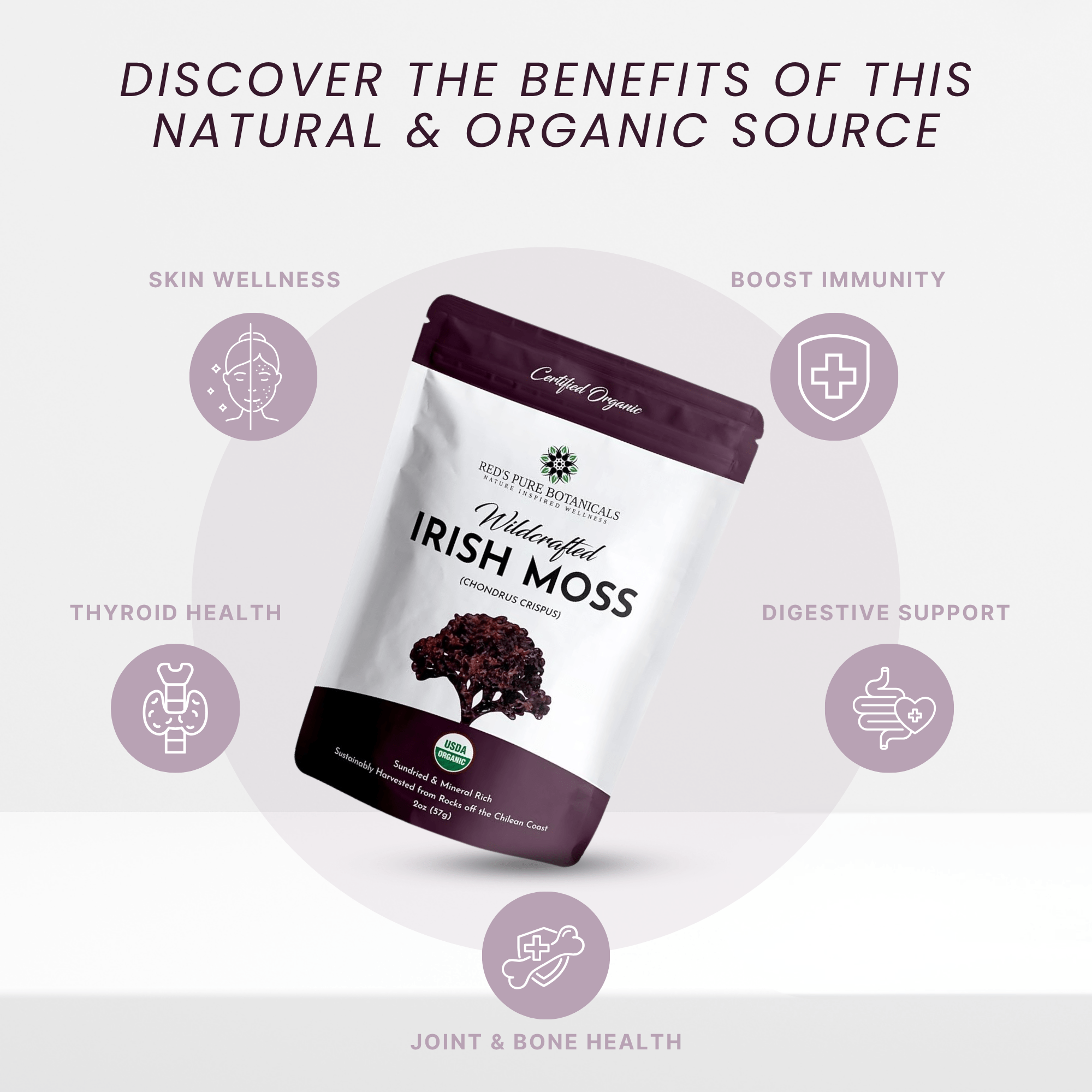 Irish Moss | Wildcrafted | Chondrus Crispus | USDA Certified Organic - Red's Kitchen Sink