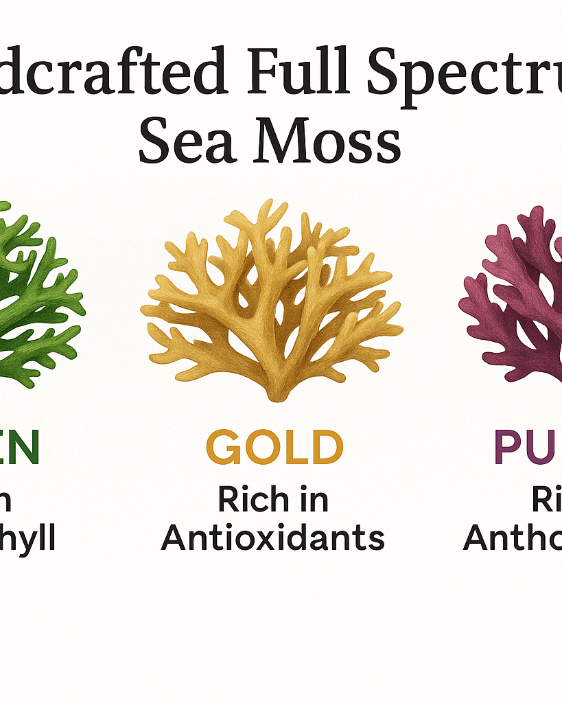 Multi - Colored / Full Spectrum Irish Sea Moss | Wildcrafted from St. Lucia - Red's Kitchen Sink