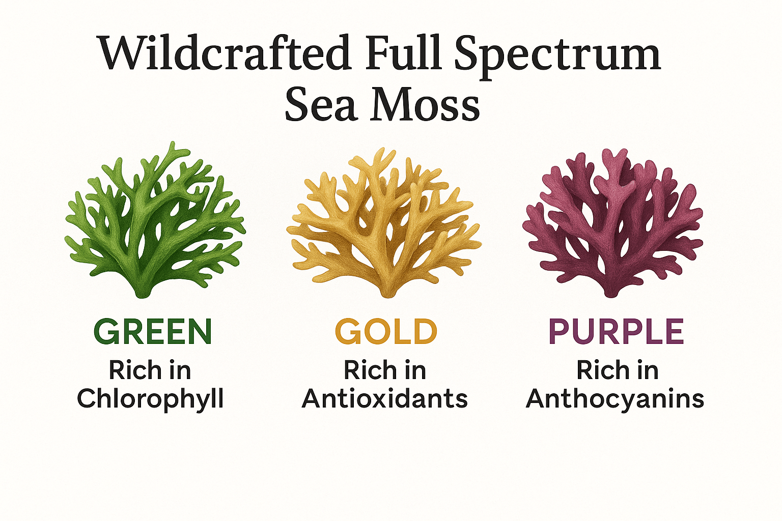 Multi - Colored / Full Spectrum Irish Sea Moss | Wildcrafted from St. Lucia - Red's Kitchen Sink