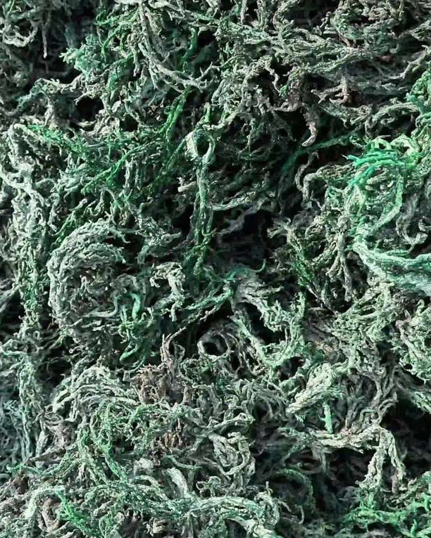 GREEN SEA MOSS | IRISH MOSS | WILDCRAFTED RAW VEGAN - Red's Kitchen Sink