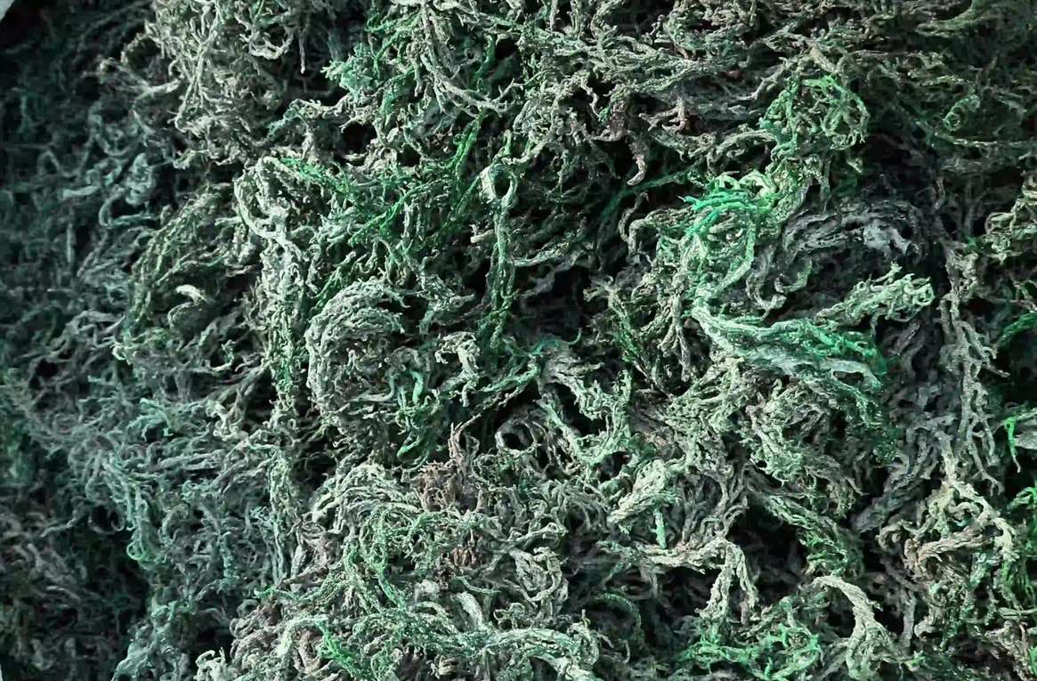 GREEN SEA MOSS | IRISH MOSS | WILDCRAFTED RAW VEGAN - Red's Kitchen Sink
