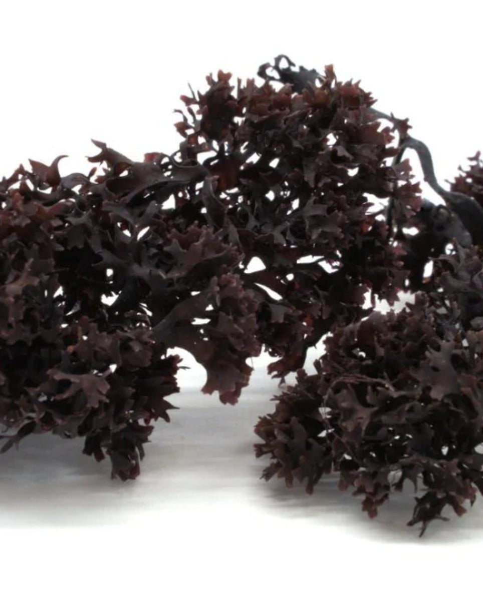 Irish Moss | Wildcrafted | Chondrus Crispus | USDA Certified Organic - Red's Kitchen Sink