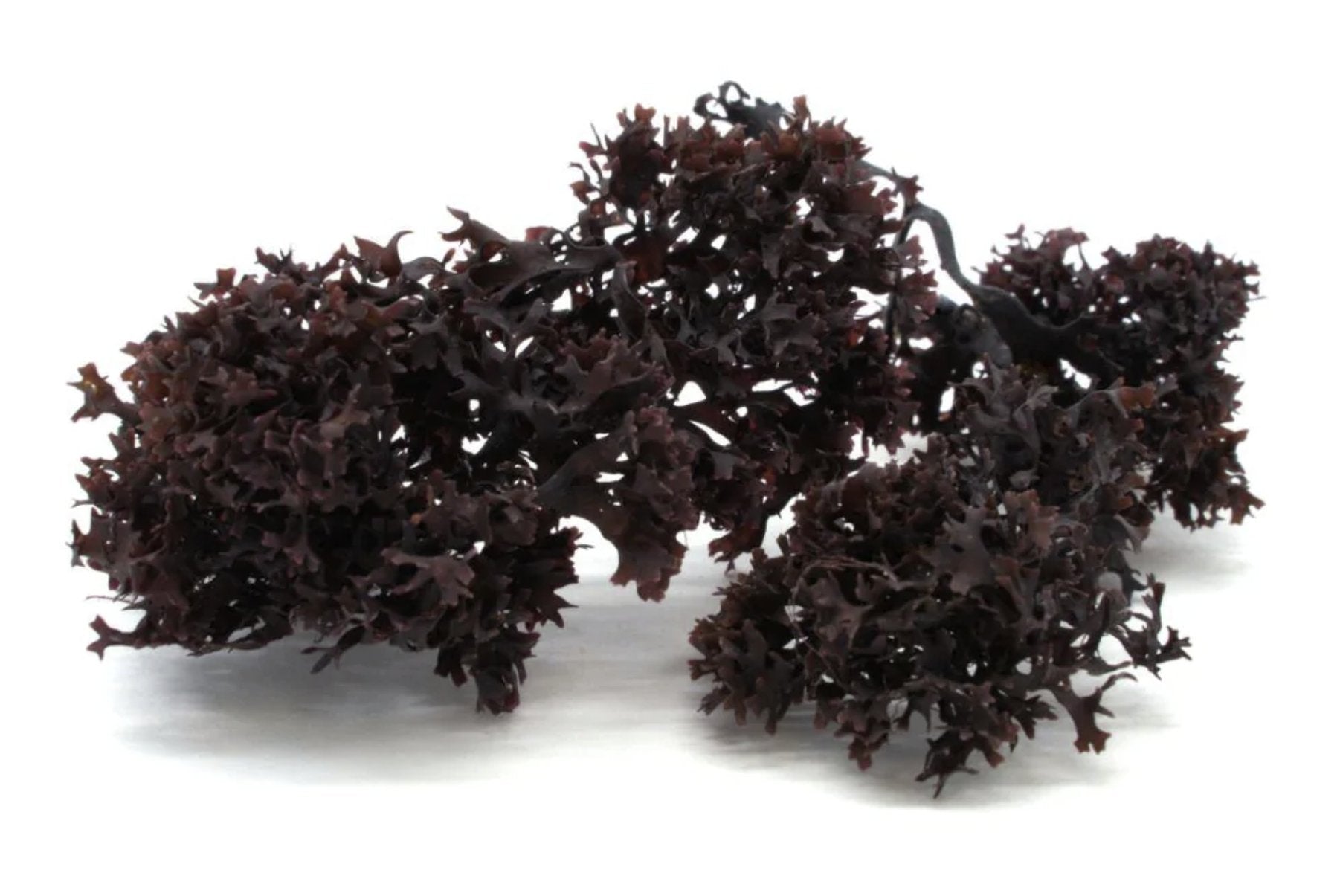 Irish Moss | Wildcrafted | Chondrus Crispus | USDA Certified Organic - Red's Kitchen Sink