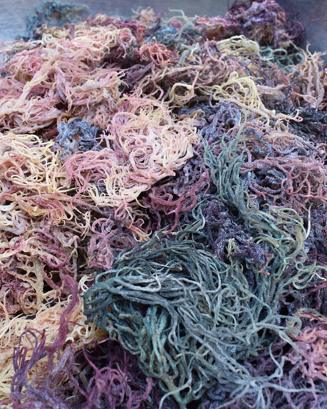 Multi - Colored / Full Spectrum Irish Sea Moss | Wildcrafted from St. Lucia - Red's Kitchen Sink