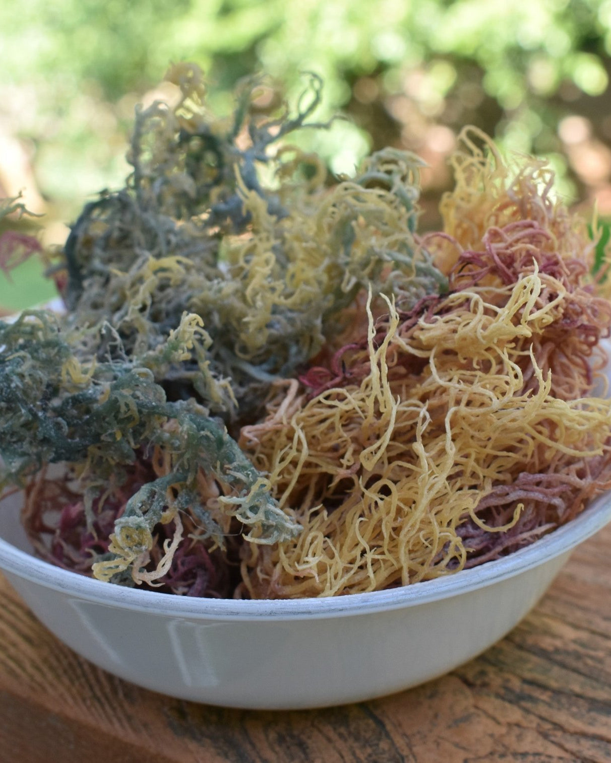 Multi - Colored / Full Spectrum Irish Sea Moss | Wildcrafted from St. Lucia - Red's Kitchen Sink