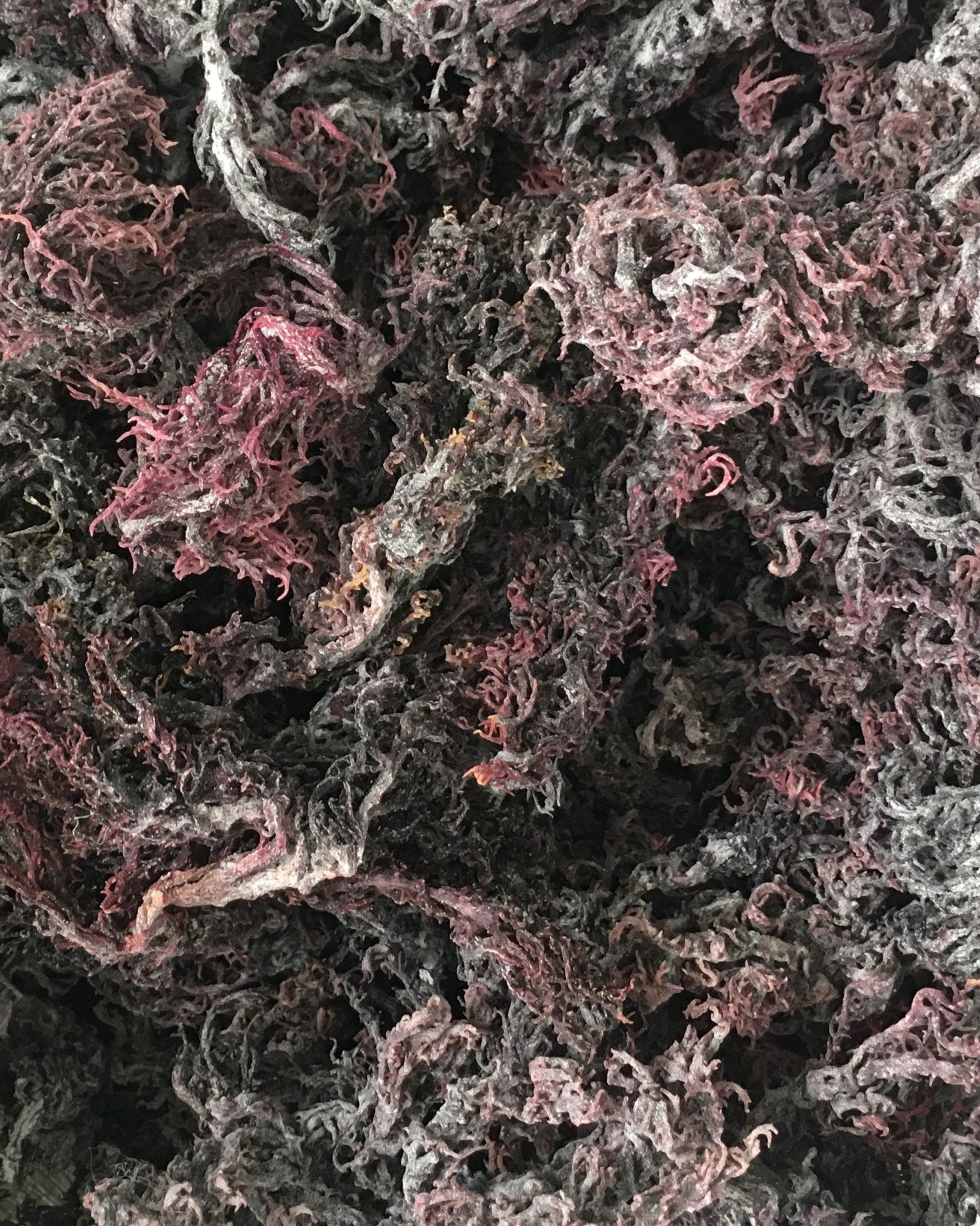 Purple Sea Moss | Irish Moss | Wildcrafted Raw 100% Natural - Red's Kitchen Sink
