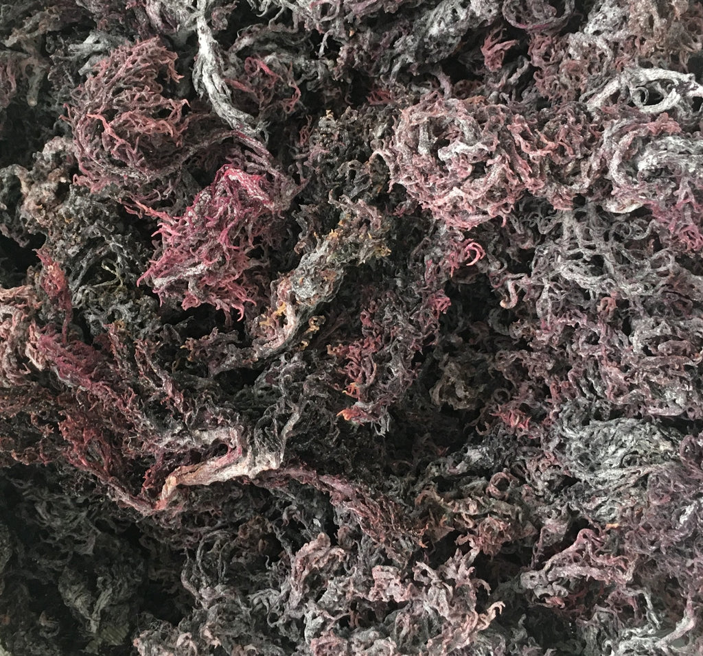 Wholesale Purple Sea Moss | Irish Moss | Wildcrafted - Red's Kitchen Sink