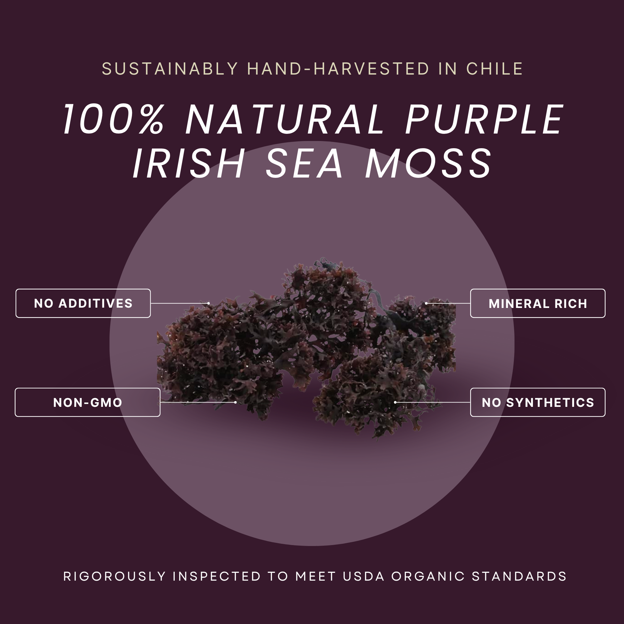 Irish Moss | Wildcrafted | Chondrus Crispus | USDA Certified Organic