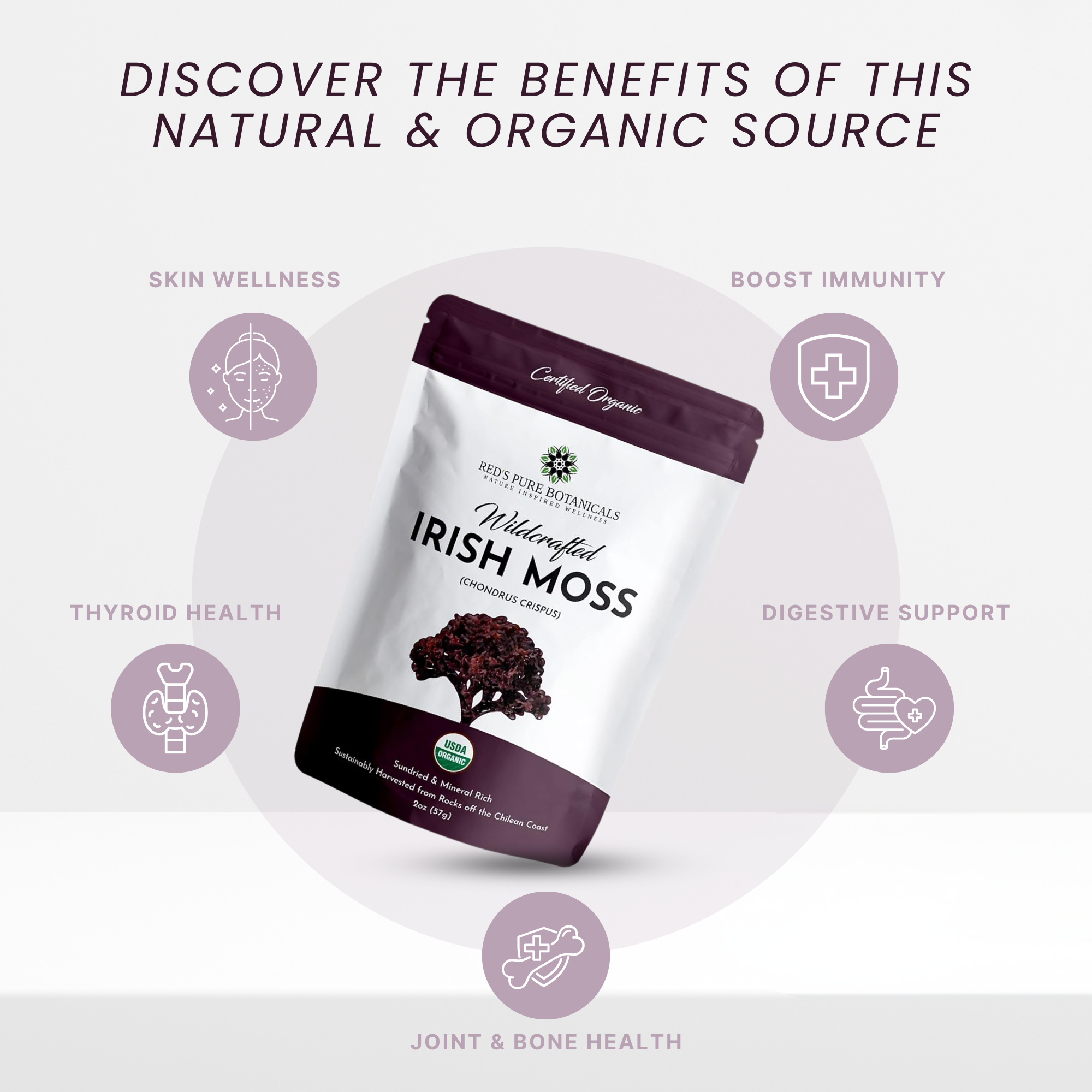 Irish Moss | Wildcrafted | Chondrus Crispus | USDA Certified Organic