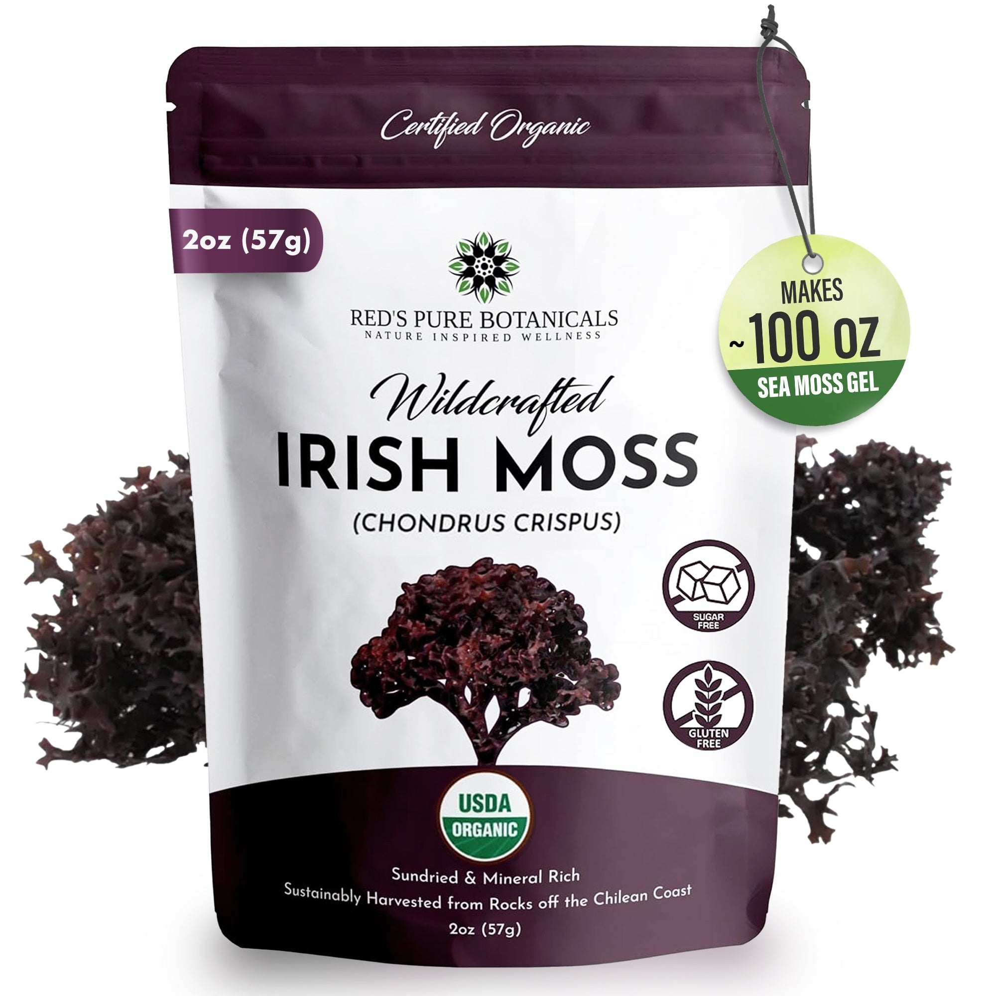 Irish Moss | Wildcrafted | Chondrus Crispus | USDA Certified Organic - Red's Kitchen Sink