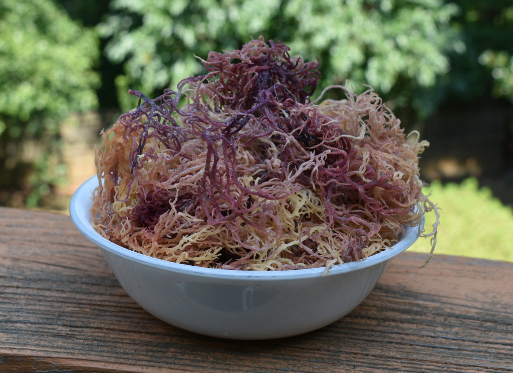 Multi-Colored / Full Spectrum Irish Sea Moss | Wildcrafted from St. Lucia - Red's Kitchen Sink