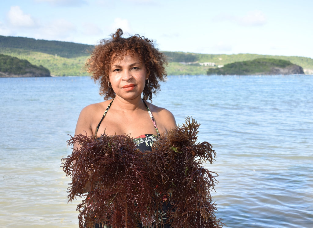 Sea Moss | Irish Moss | Wildcrafted | Imported from St. Lucia - Red's Kitchen Sink