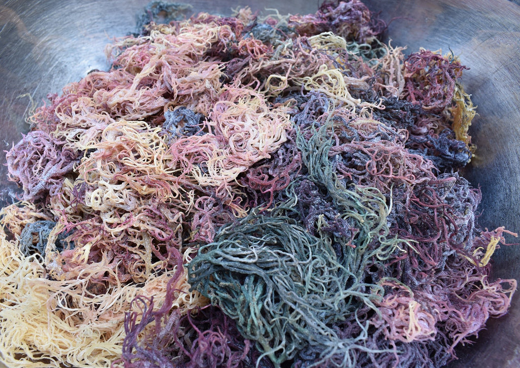 Wholesale Multi-Colored / Full Spectrum Sea Moss | Wildcrafted - Red's Kitchen Sink