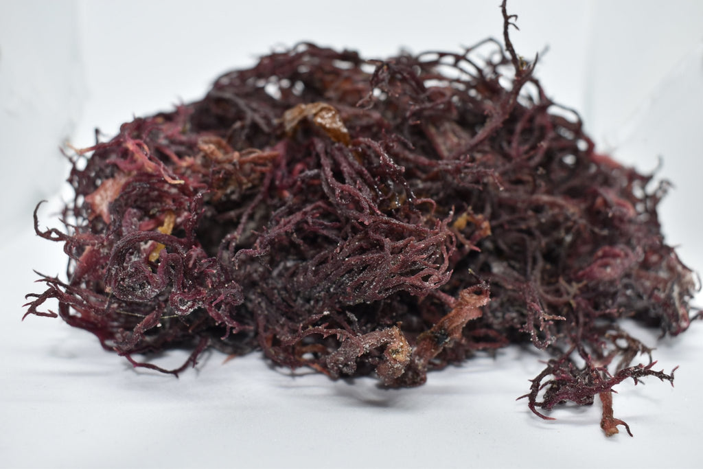 Wholesale Purple Sea Moss | Irish Moss | Wildcrafted - Red's Kitchen Sink