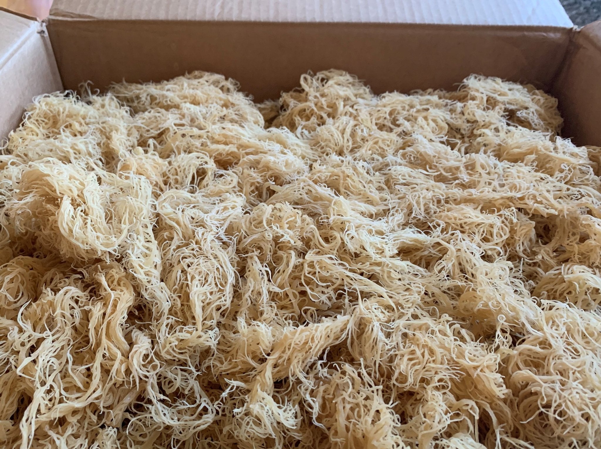Bulk Sea Moss – Wildcrafted & Sun - Dried Wholesale | Red’s Kitchen Sink - Red's Kitchen Sink