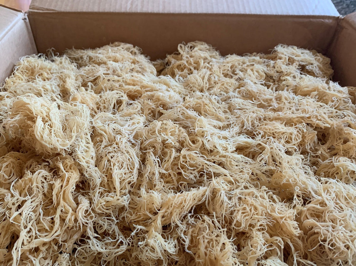 Sea Moss Near Me: A Comprehensive Guide to Finding and Using This ... Where can i buy sea moss near me